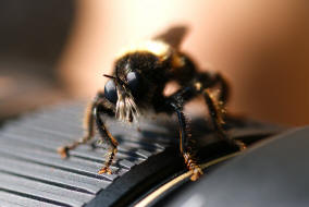 Laphria flava / Gelbe Mordfliege / Raubfliegen - Asilidae - Laphriinae / Ordnung: Zweiflgler - Diptera