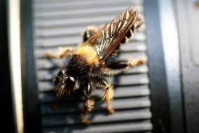 Laphria flava / Gelbe Mordfliege / Raubfliegen - Asilidae - Laphriinae / Ordnung: Zweiflgler - Diptera