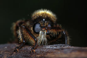 Laphria flava / Gelbe Mordfliege / Raubfliegen - Asilidae - Laphriinae / Ordnung: Zweiflgler - Diptera