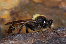 Laphria flava / Gelbe Mordfliege / Raubfliegen - Asilidae - Laphriinae / Ordnung: Zweiflgler - Diptera