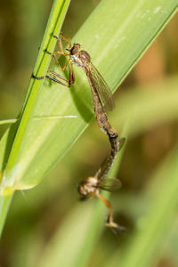 Leptogaster cylindrica / Gewhnliche Schlankfliege / Raubfliegen - Asilidae - Leptogastrinae / Ordnung: Zweiflgler - Diptera