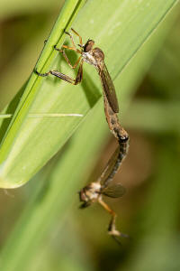 Leptogaster cylindrica / Gewhnliche Schlankfliege / Raubfliegen - Asilidae - Leptogastrinae / Ordnung: Zweiflgler - Diptera