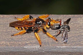 Pogonosoma maroccanum / Ohne deutschen Namen / Raubfliegen - Asilidae - Laphriinae / Ordnung: Zweiflgler - Diptera