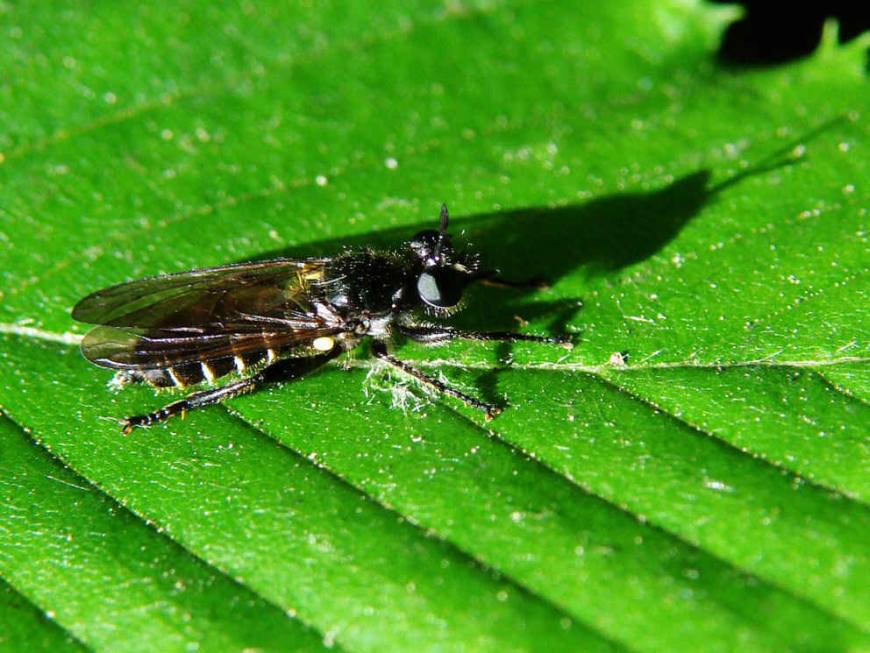 Choerades spec. / Raubfliege /  (Diptera: Asilidae - Laphriinae) / Raubfliegen