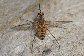 Phthiria gaedii / Ohne deutschen Namen / Schweber - Bombyliidae / Diptera - Zweiflgler / Brachycera - Fliegen