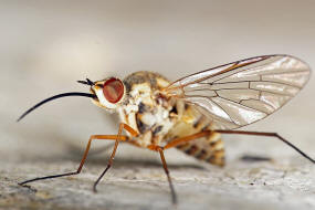 Phthiria gaedii / Ohne deutschen Namen / Schweber - Bombyliidae / Diptera - Zweiflgler / Brachycera - Fliegen