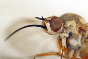 Phthiria gaedii / Ohne deutschen Namen / Schweber - Bombyliidae / Diptera - Zweiflgler / Brachycera - Fliegen