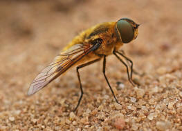 Villa hottentotta / Hottentottenfliege / Hummelschweber / Wollschweber - Bombyliidae