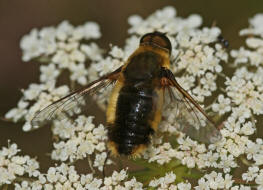 Villa hottentotta / Hottentottenfliege / Hummelschweber / Wollschweber - Bombyliidae