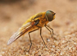 Villa hottentotta / Hottentottenfliege / Hummelschweber / Wollschweber - Bombyliidae