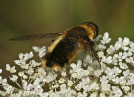 Villa hottentotta / Hottentottenfliege / Hummelschweber / Wollschweber - Bombyliidae