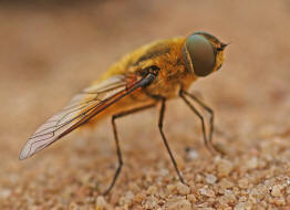 Villa hottentotta / Hottentottenfliege / Hummelschweber / Wollschweber - Bombyliidae