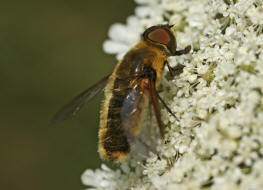 Villa hottentotta / Hottentottenfliege / Hummelschweber / Wollschweber - Bombyliidae