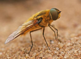 Villa hottentotta / Hottentottenfliege / Hummelschweber / Wollschweber - Bombyliidae