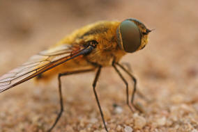 Villa hottentotta / Hottentottenfliege / Hummelschweber / Wollschweber - Bombyliidae