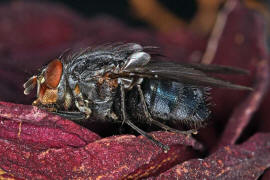 Calliphora vicina / Blaue Schmeifliege / Schmeifliegen - Calliphoridae / Ordnung: Zweiflgler - Diptera / Fliegen - Brachycera