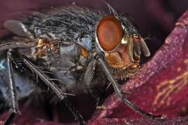Calliphora vicina / Blaue Schmeifliege / Schmeifliegen - Calliphoridae / Ordnung: Zweiflgler - Diptera / Fliegen - Brachycera