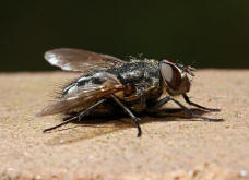 Pollenia spec. / Calliphoridae - Schmeifliegen