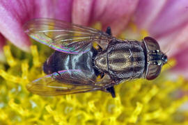 Stomorhina lunata / Ohne deutschen Namen / Schmeifliegen - Calliphoridae / Ordnung: Zweiflgler - Diptera / Fliegen - Brachycera