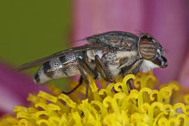 Stomorhina lunata / Ohne deutschen Namen / Schmeifliegen - Calliphoridae / Ordnung: Zweiflgler - Diptera / Fliegen - Brachycera