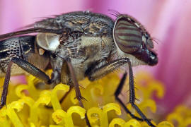 Stomorhina lunata / Ohne deutschen Namen / Schmeifliegen - Calliphoridae / Ordnung: Zweiflgler - Diptera / Fliegen - Brachycera