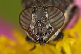 Stomorhina lunata / Ohne deutschen Namen / Schmeifliegen - Calliphoridae / Ordnung: Zweiflgler - Diptera / Fliegen - Brachycera