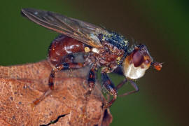 Myopa testacea / Buckelblasenkopffliege / Dickkopffliegen / Blasenkopffliegen - Conopidae - Myopinae / Ordnung: Zweiflügler - Diptera / Fliegen - Brachycera