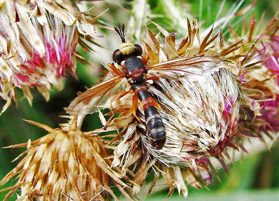Physocephala vittata / Helle Stieldickkopffliege / Dickkopffliegen / Blasenkopffliegen - Conopidae / Ordnung: Zweiflügler - Diptera / Fliegen - Brachycera