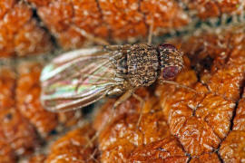 Drosophila repleta / Ohne deutschen Namen / Fruchtfliegen - Drosophilidae - Drosophilinae / Ordnung: Zweiflgler - Diptera