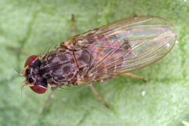 Phortica semivirgo / Ohne deutschen Namen / Drosophilidae - Fruchtfliegen / Ordnung: Zweiflgler - Diptera