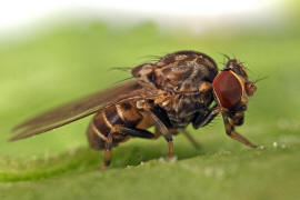 Phortica semivirgo / Ohne deutschen Namen / Drosophilidae - Fruchtfliegen / Ordnung: Zweiflgler - Diptera