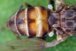 Phortica semivirgo / Ohne deutschen Namen / Drosophilidae - Fruchtfliegen / Ordnung: Zweiflgler - Diptera