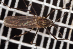 Aedes spec. / Ochlerotatus spec.