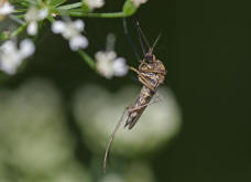 Aedes spec. / Ochlerotatus spec.