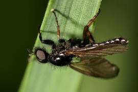 Bibio johannis / Johannis-Haarmcke / Haarmcken - Bibionidae / Ordnung: Zweiflgler - Diptera / Mckenartige - Nematocera