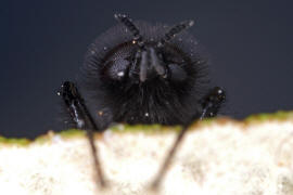 Bibio marci / Mrzmcke / Mrzfliege / Markusfliege / Haarmcken - Bibionidae / Ordnung: Zweiflgler - Diptera / Mckenartige - Nematocera