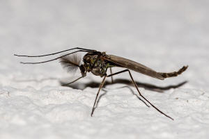 Chironomidae - Zuckmcken / Ordnung: Zweiflgler - Diptera / Nematocera - Mcken