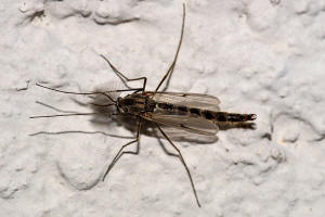 Chironomidae - Zuckmcken / Ordnung: Zweiflgler - Diptera / Nematocera - Mcken