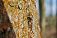 Chironomidae - Zuckmcken / Ordnung: Zweiflgler - Diptera / Nematocera - Mcken