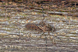 Culiseta annulata / Ringelmcke / Ringelschnake / Stechmcken - Culicidae / Ordnung: Zweiflgler - Diptera / Mckenartige - Nematocera