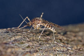 Culiseta annulata / Ringelmcke / Ringelschnake / Stechmcken - Culicidae / Ordnung: Zweiflgler - Diptera / Mckenartige - Nematocera