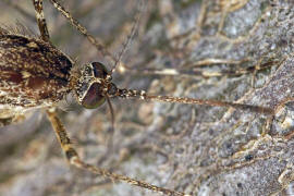 Culiseta annulata / Ringelmcke / Ringelschnake / Stechmcken - Culicidae / Ordnung: Zweiflgler - Diptera / Mckenartige - Nematocera