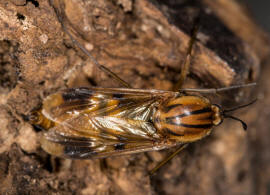 Keroplatus tipuloides (Bosc, 1792) / Langhornmcken - Keroplatidae / Ordnung: Zweiflgler - Diptera