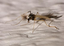 Wahrscheinlich ein Mnnchen von Microtendipes pedellus / Chironomidae - Zuckmcken / Ordnung: Zweiflgler - Diptera / Nematocera - Mcken