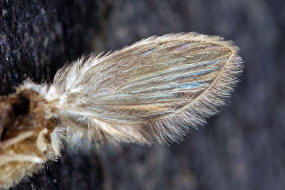 Psychoda sigma (Kincaid, 1899) (= Psychoda surcoufi Tonnoir, 1922) / Schmetterlingsmcken - Psychodidae