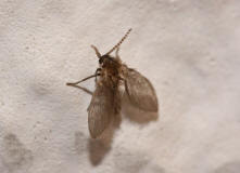 Psychoda grisescens / Abortfliege / Psychodidae - Schmetterlingsmcken