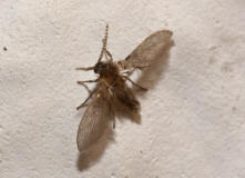 Psychoda grisescens / Abortfliege / Psychodidae - Schmetterlingsmcken