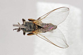 Simulium spec. / "Kriebelmcke" / Kriebelmcken - Simuliidae