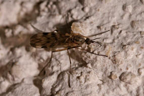 Fenstermcken - Anisopodidae / Ordnung: Zweiflgler - Diptera / Nematocera - Mcken