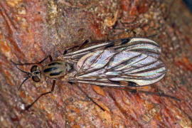 Sylvicola fuscatus / Ohne deutschen Namen / Fenstermcken - Anisopodidae / Ordnung: Zweiflgler - Diptera / Nematocera - Mcken